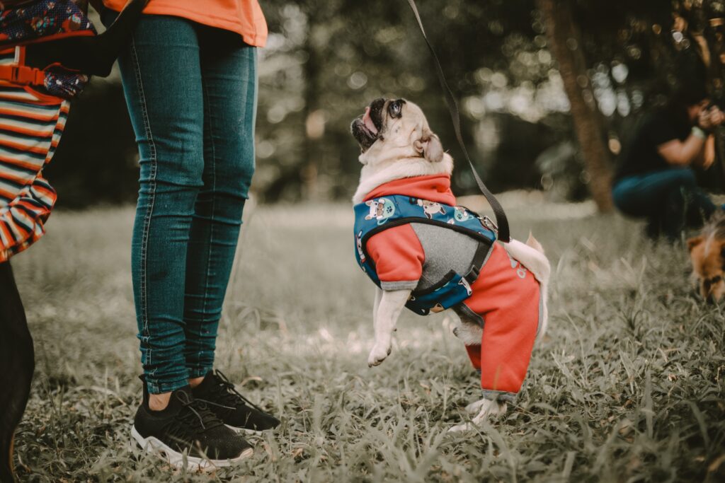 Control - How to Train a Dog Not to Jump