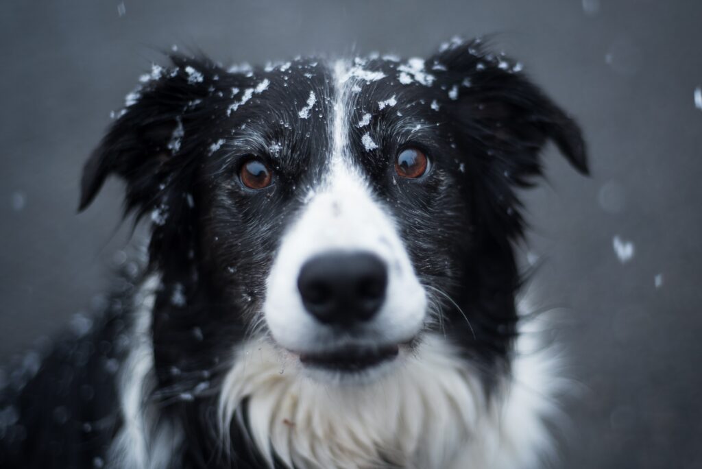 Border Collie-Best Family Dog Breeds