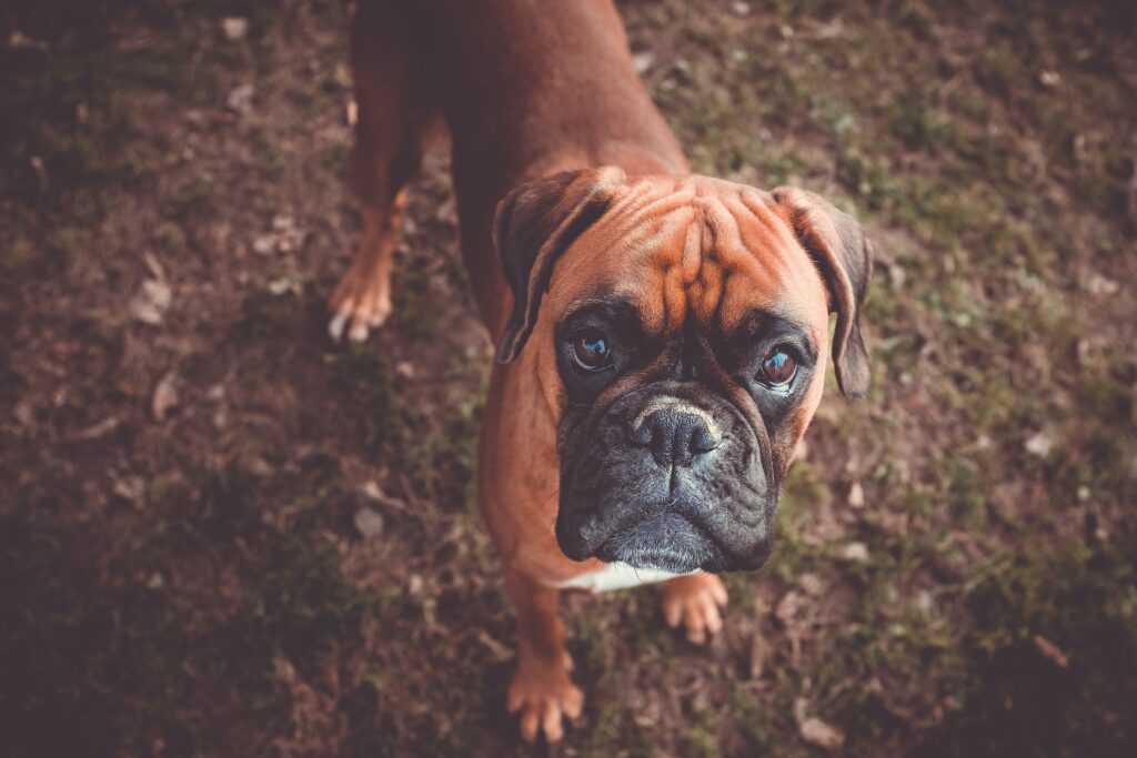 Boxer-Best Family Dog Breeds