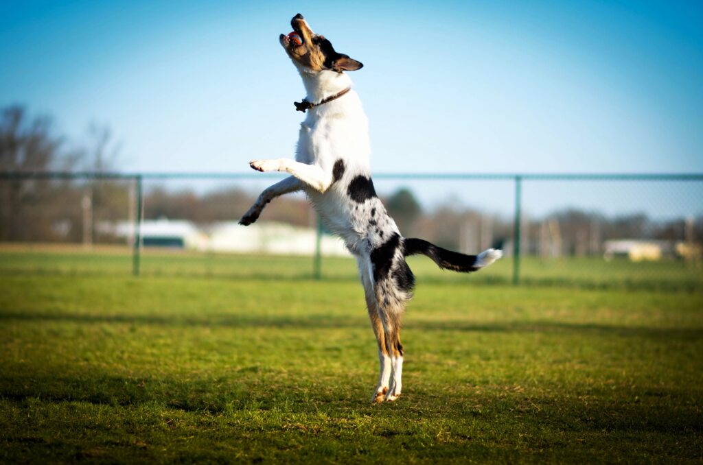 Training - How to Train a Dog Not to Jump