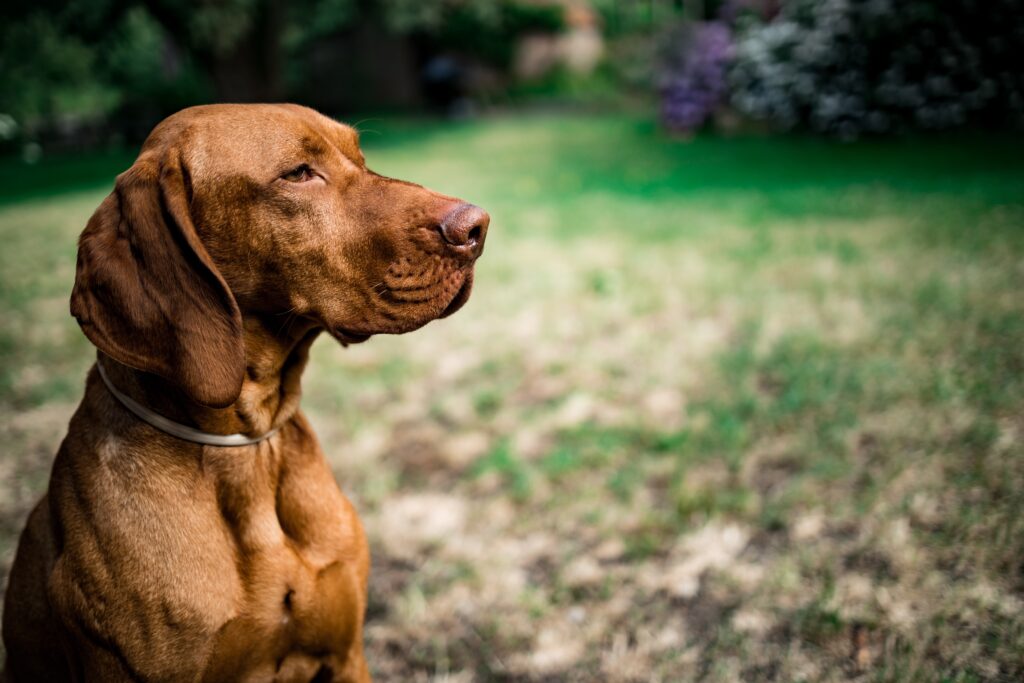 Vizsla-Best Family Dog Breeds