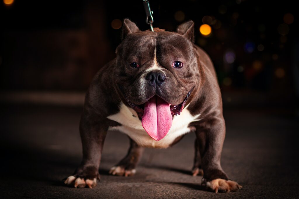 Bull Dog-Best Family Dog Breeds