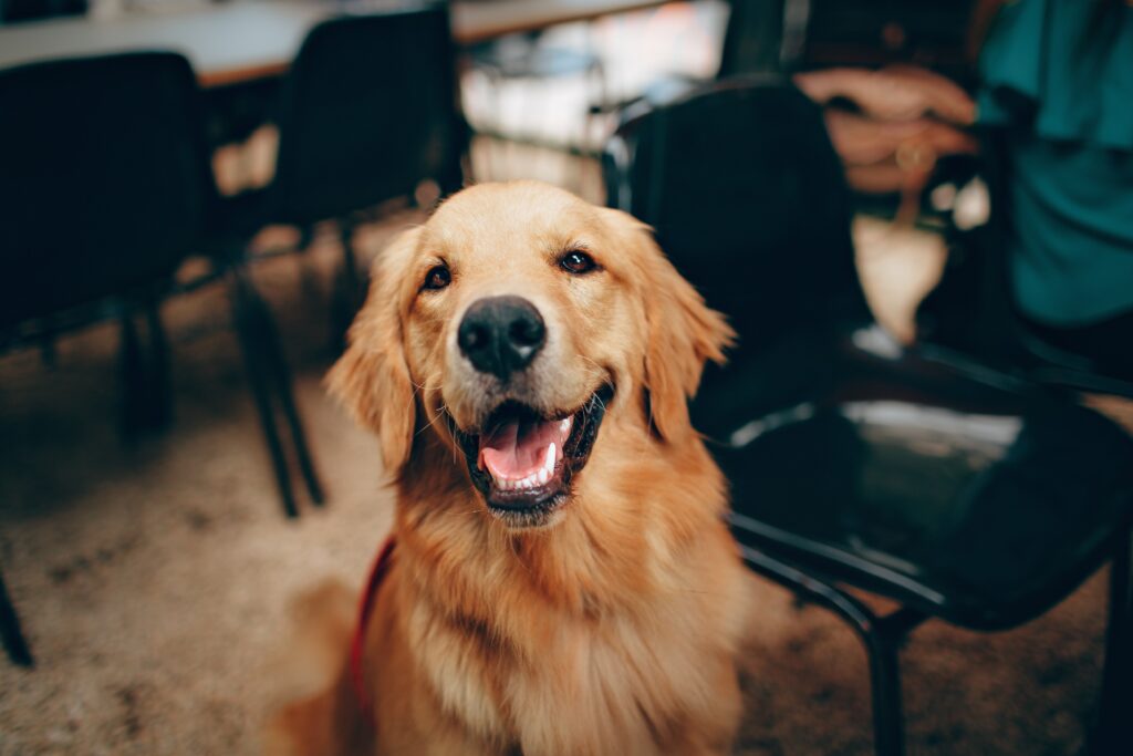Retriever-Best Family Dog Breeds