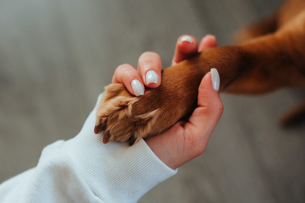 Socialize-How to Train Puppies