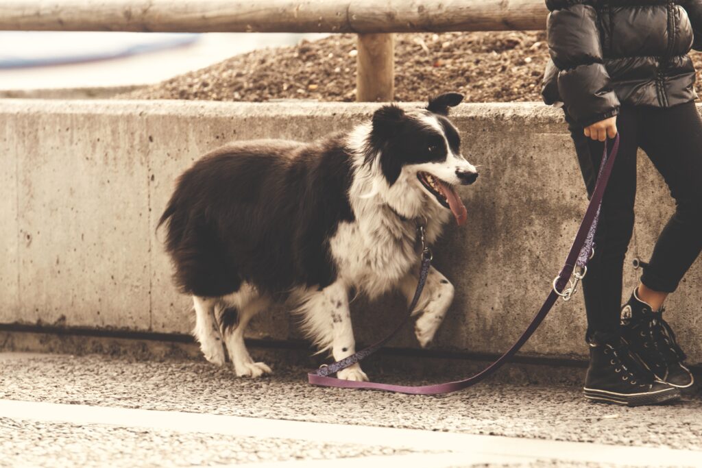 Command - How to Train a Dog Not to Jump