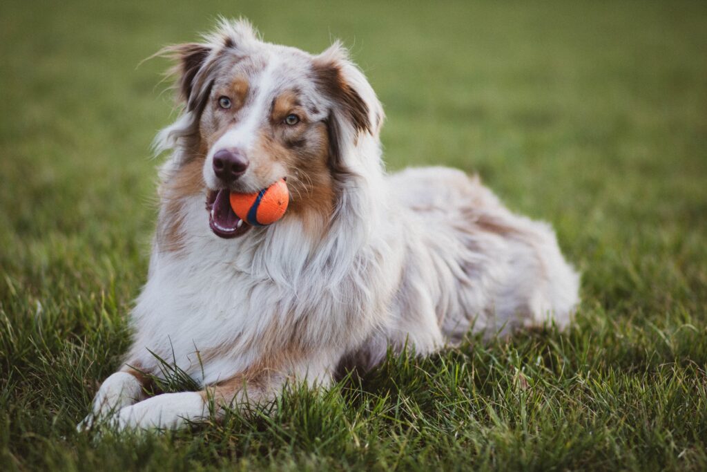 Collie-Best Family Dog Breeds