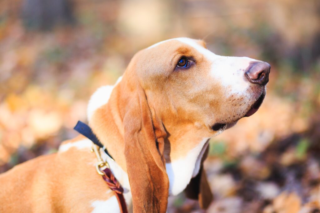 Basset-Best Family Dog Breeds