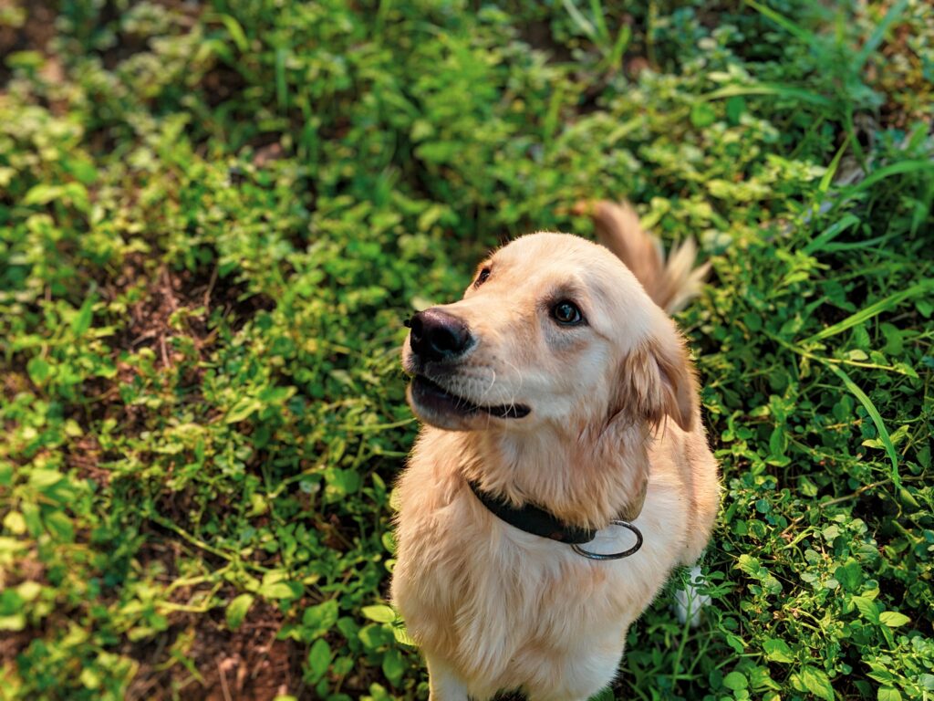 Labrador-Best Family Dog Breeds