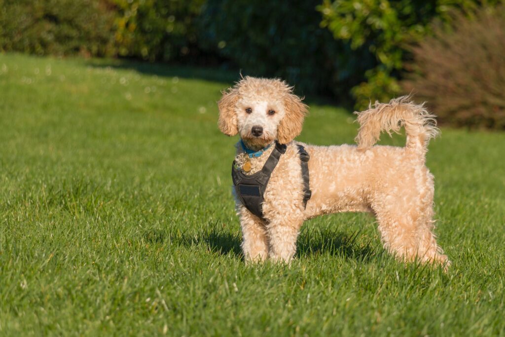 Bichon Frise-Best Family Dog Breeds