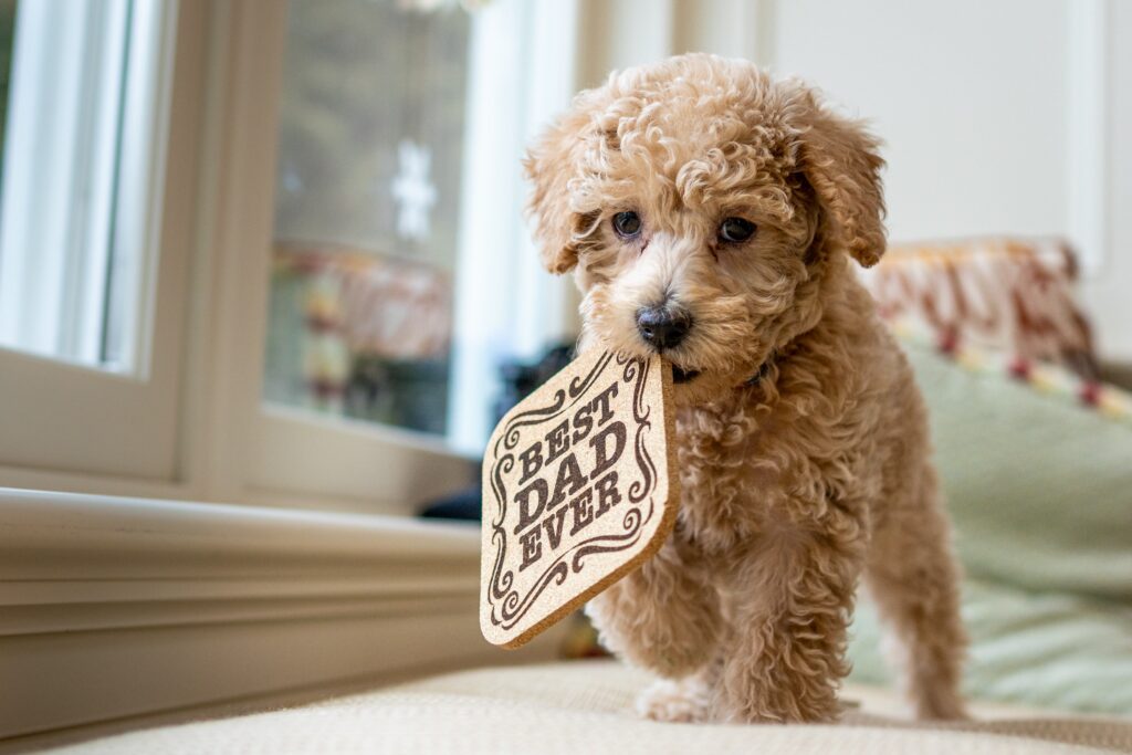 Training-How to Train a Puppy