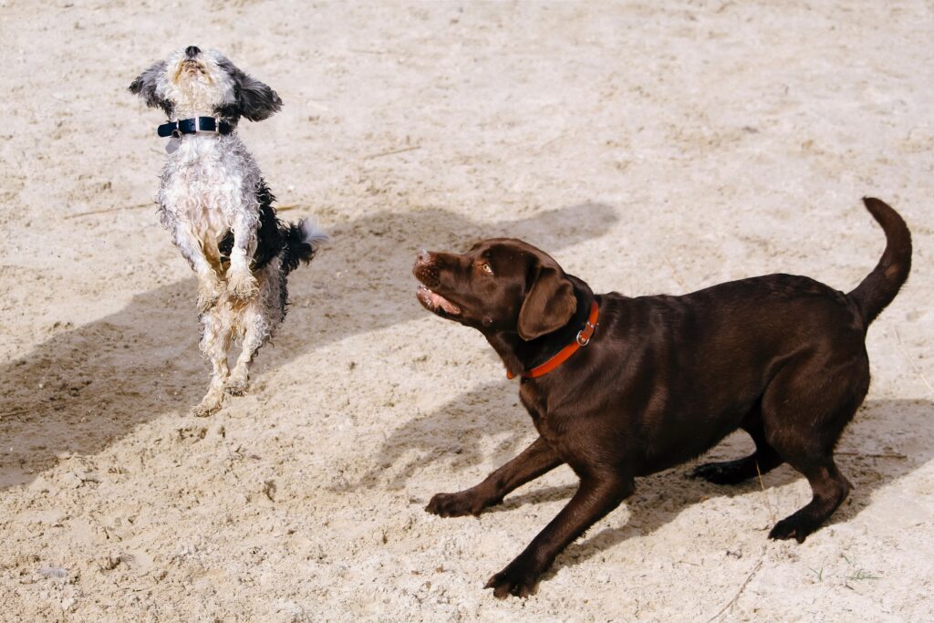 How to Train a Dog Not to Jump