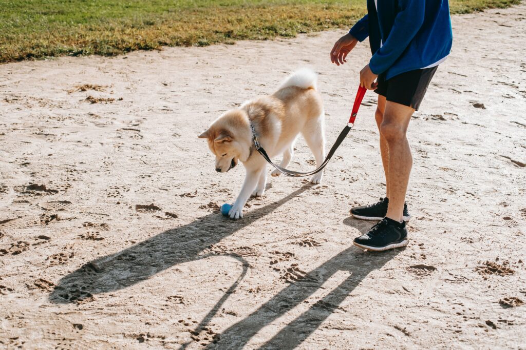 How to Get a Dog to Poop