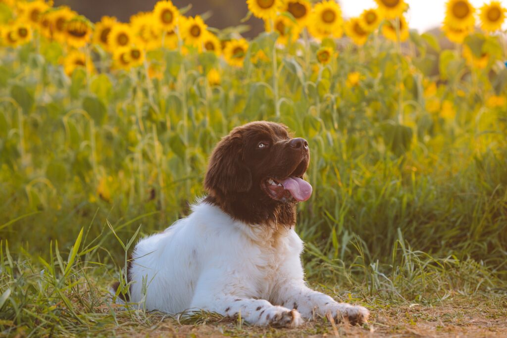 Newfoundland-Best Family Dog Breeds