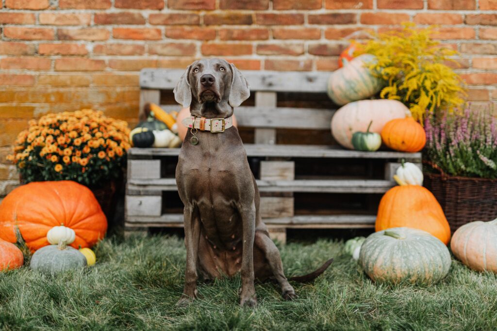 Factors-Is Pumpkin Good for Dogs