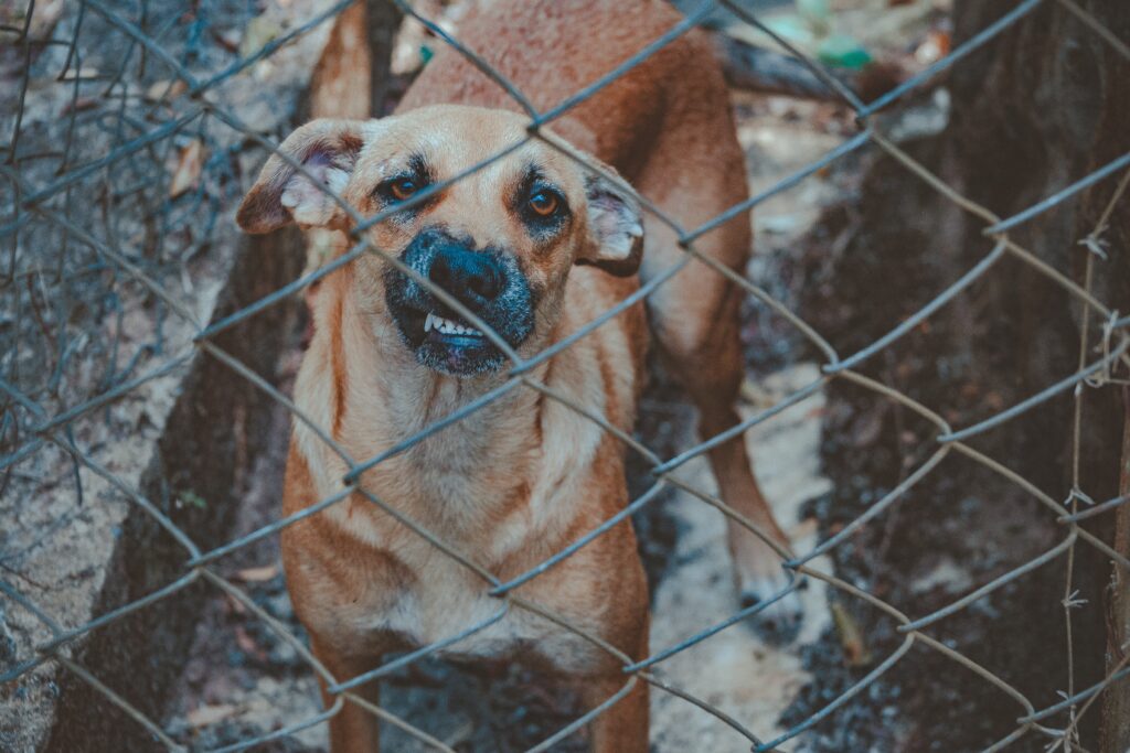 Best Family Dogs for Protection